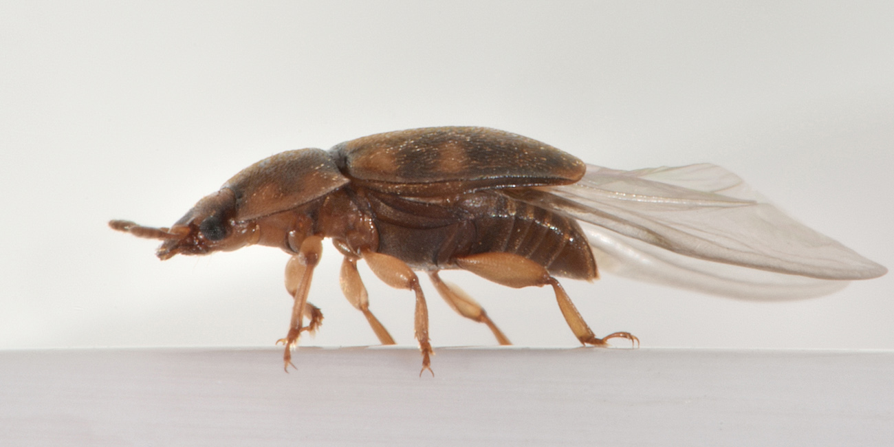 Nitidulidae: Epuraea guttata? Sì, femmina